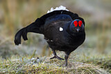 Image. Black Grouse