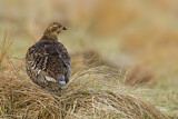 Image. Black Grouse
