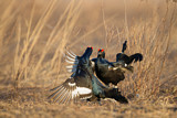 Image. Black Grouse