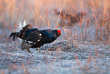 Image. Black Grouse