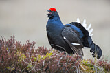 Image. Black Grouse