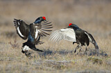 Image. Black Grouse