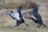 Image. Black Grouse