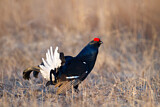 Image. Black Grouse
