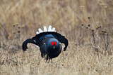 Image. Black Grouse
