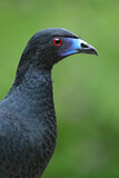 Image. Black Guan