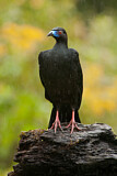 Image. Black Guan