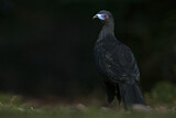 Image. Black Guan