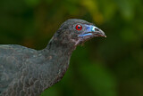 Image. Black Guan