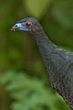 Image. Black Guan