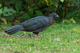 Image. Black Guan