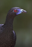 Image. Black Guan