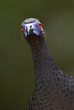 Image. Black Guan