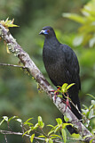 Image. Black Guan