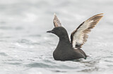 Image. Black Guillemot
