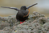 Image. Black Guillemot