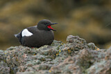 Image. Black Guillemot