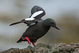 Image. Black Guillemot
