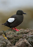 Image. Black Guillemot