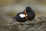 Image. Black Guillemot
