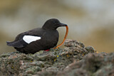 Image. Black Guillemot