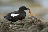 Image. Black Guillemot