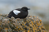 Image. Black Guillemot