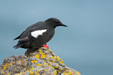 Image. Black Guillemot