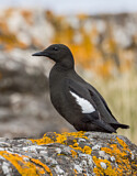 Image. Black Guillemot