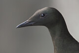 Image. Black Guillemot