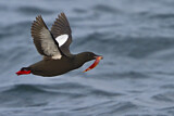 Image. Black Guillemot