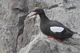 Image. Black Guillemot