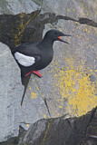 Image. Black Guillemot