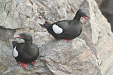 Image. Black Guillemot