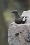Image. Black Guillemot