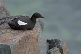 Image. Black Guillemot