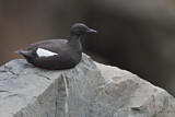 Image. Black Guillemot
