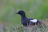 Image. Black Guillemot