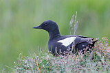 Image. Black Guillemot
