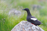 Image. Black Guillemot
