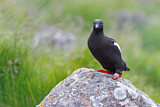 Image. Black Guillemot
