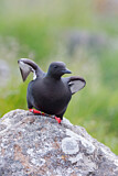 Image. Black Guillemot