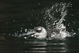 Image. Black Guillemot