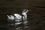 Image. Black Guillemot