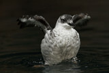 Image. Black Guillemot