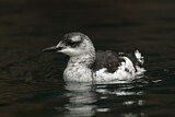 Image. Black Guillemot