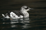Image. Black Guillemot