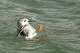 Image. Black Guillemot