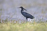 Image. Black Heron