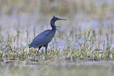 Image. Black Heron